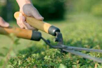 Horticulture Services in Delhi NCR